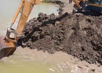 زراعة بورسعيد