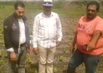 زراعة بورسعيد