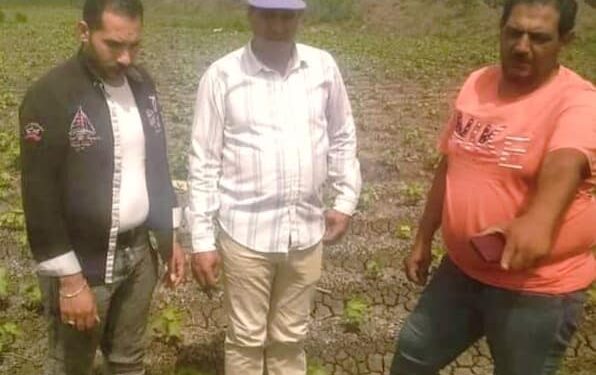 زراعة بورسعيد