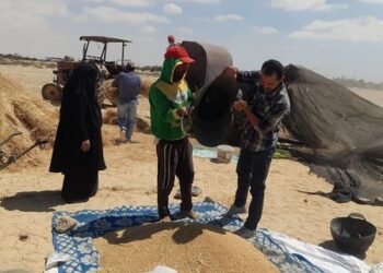 زراعة جنوب سيناء