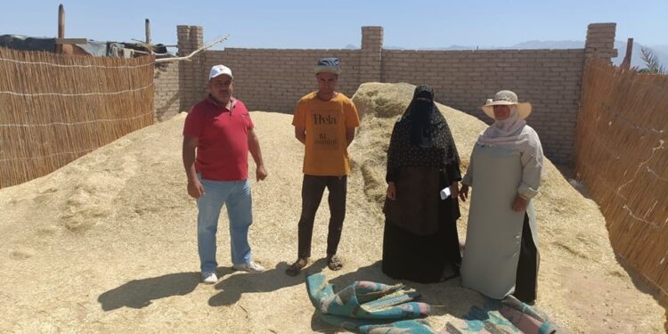 زراعة جنوب سيناء