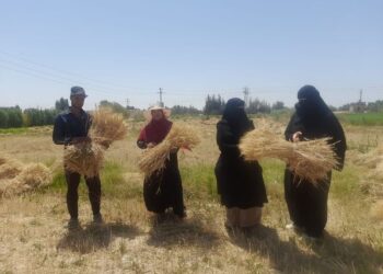 القوافل الزراعية بزراعة جنوب سيناء