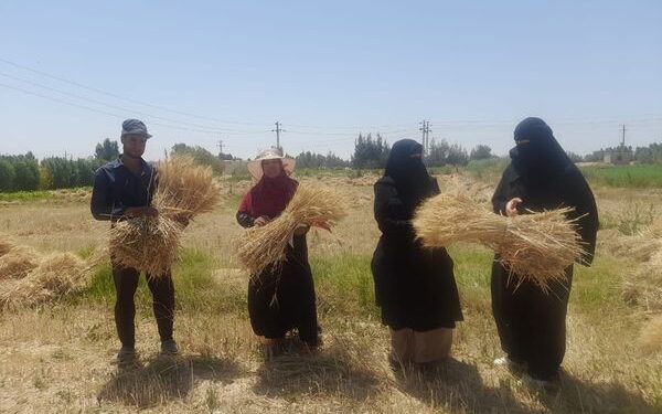 استمرار القوافل الزراعية بوديان محافظة جنوب سيناء 1 القوافل الزراعية بزراعة جنوب سيناء