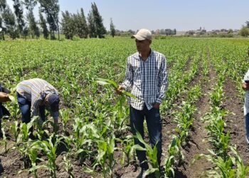 زراعة كفر الشيخ