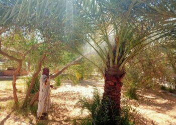 زراعة مطروح