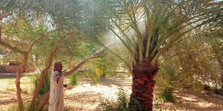 زراعة مطروح تنظم فريق إرشاد ريفي لرش أشجار النخيل بسيوة 1 زراعة مطروح