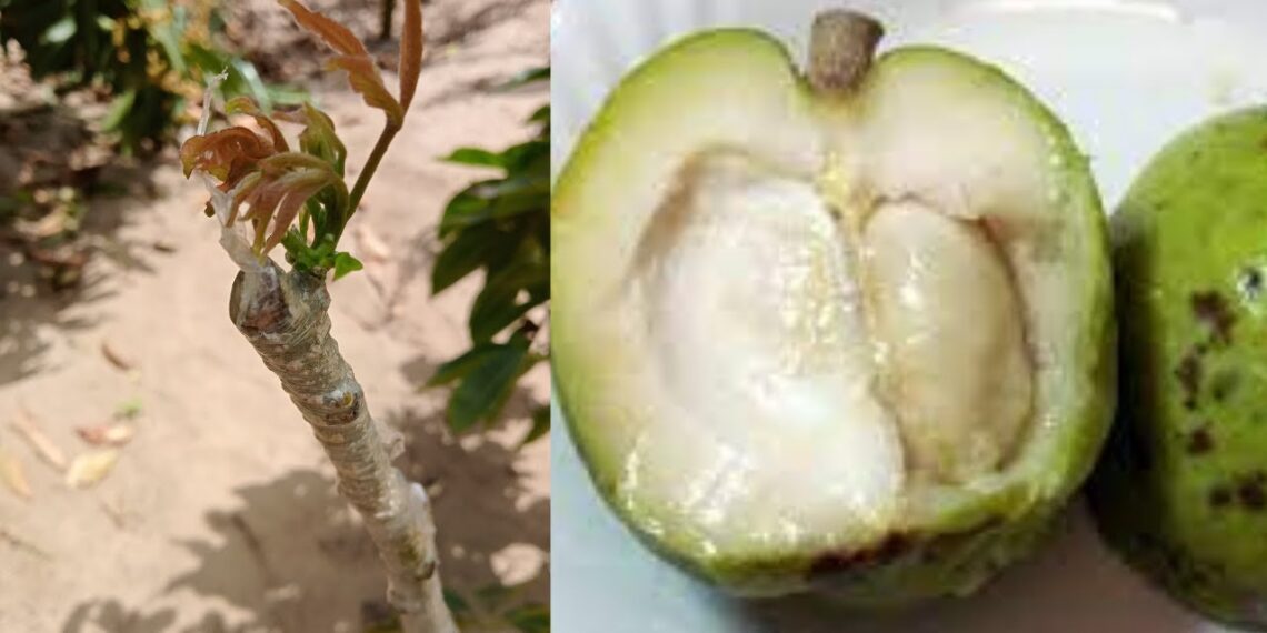 شجرة السبوتة