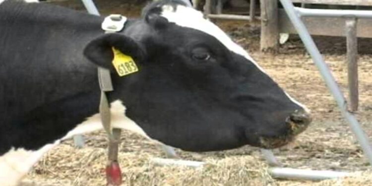 أطوار "طفيل الأنابلازما" في الأبقار والجاموس وأسباب انتقال العدوى وأعراض الإصابة 1 طفيل الأنابلازما