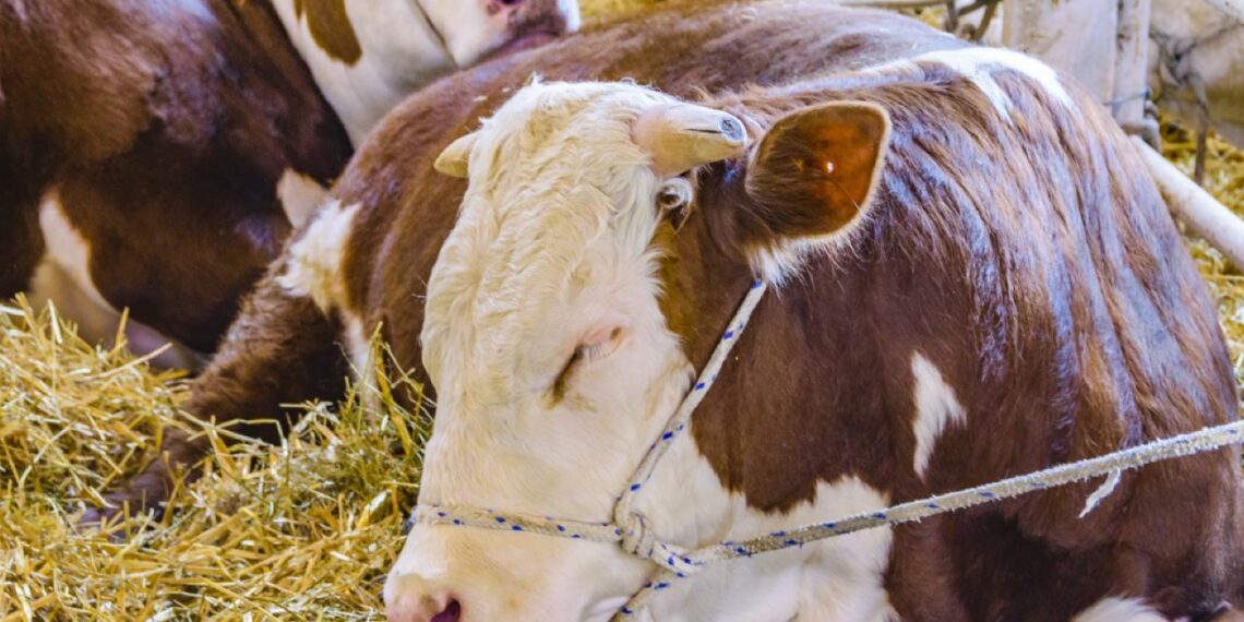 طفيليات الدم