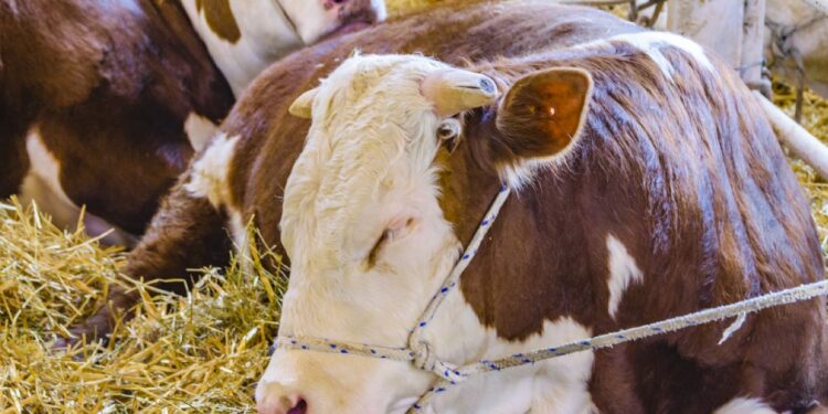 طفيليات الدم.. فترة حضانة "الأنابلازما مارجيناري" وتداعياتها الصحية على الأبقار والجاموس 1 طفيليات الدم