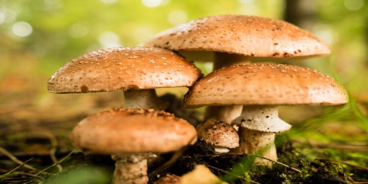 المهندس نبيل فتح الله: 5 فوائد لـ"عيش الغراب"..و3 خطوات رئيسية لنجاح زراعته 1 عيش الغراب