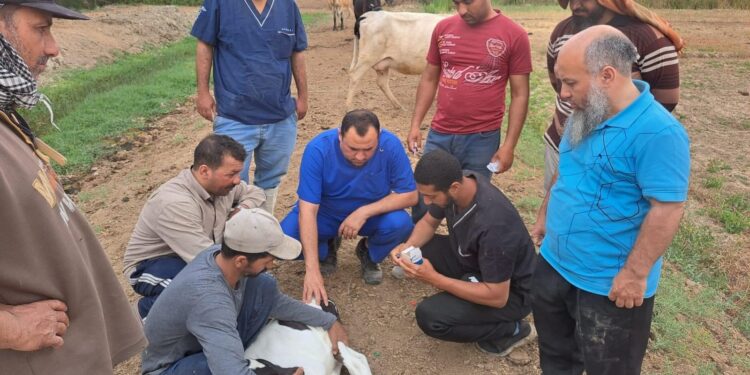 بحوث الصحراء ينظم قافلة بيطرية مجانية لمدينة الفرافرة بالوادى الجديد 1 قافلة بيطرية