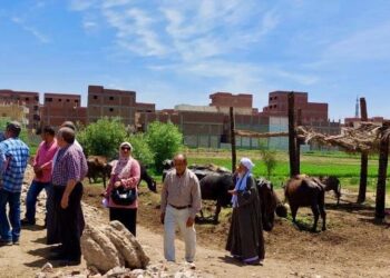 لجان زراعة المنيا تتابع حصر الحيوانات
