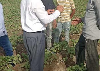 متابعة زراعات القطن بزراعة بني سويف