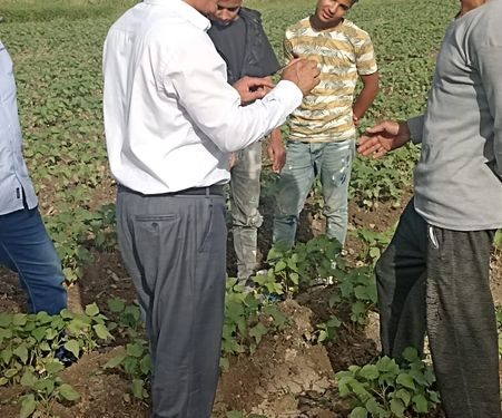 زراعة بني سويف تقوم بالمرور على زراعات القطن والشون بالمديرية 1 متابعة زراعات القطن بزراعة بني سويف