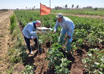 متابعة محصول القطن بمديرية زراعة أسيوط