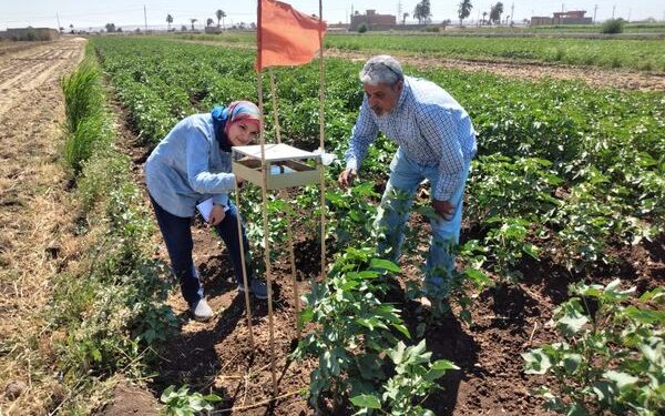 مديرية زراعة أسيوط تتابع زراعات القطن 1 متابعة محصول القطن بمديرية زراعة أسيوط