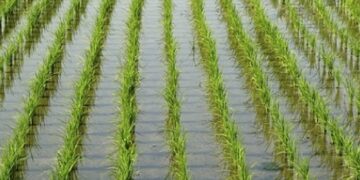 توصيات شهر يوليو 2025 للأرز .. على رأسها علاج ظاهرة الاحمرار 5 توصيات شهر يوليو 2025 للأرز