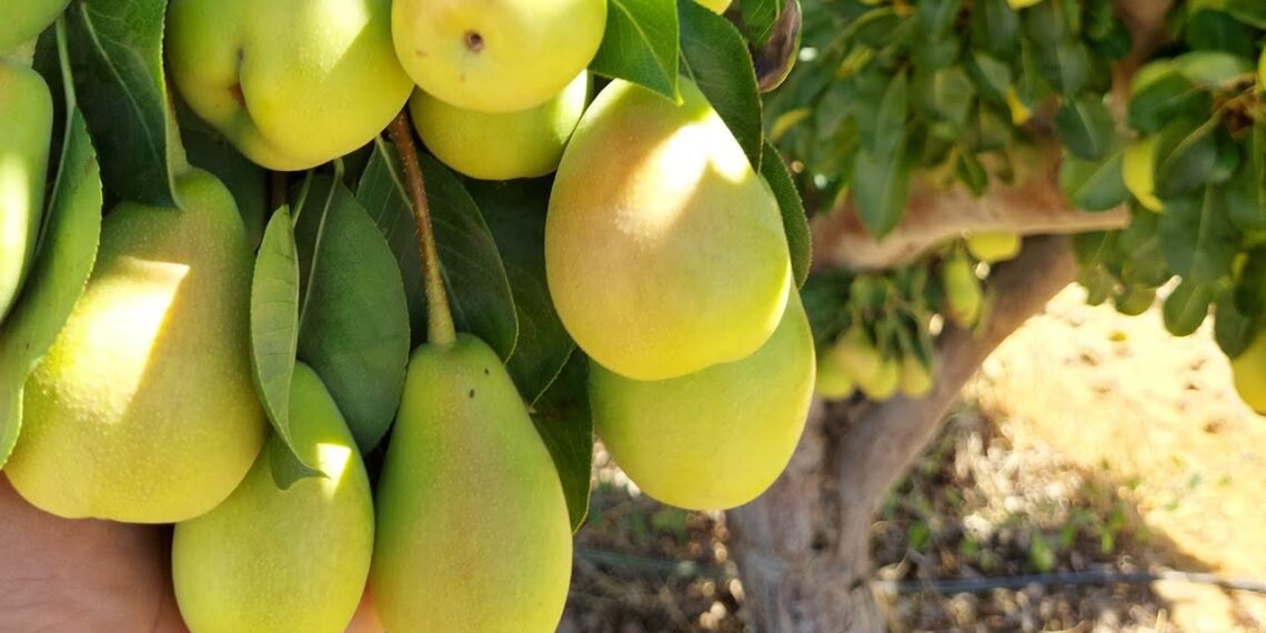 محصول الكمثرى