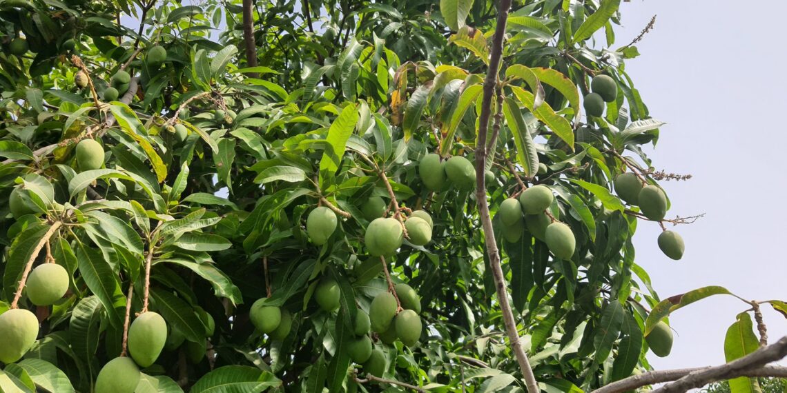 محصول المانجو