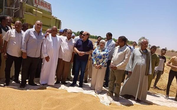 زراعة أسوان تنفذ يوم حصاد محصول القمح..و تدرب السيدات بقرية بلانة 1 حصاد القمح بمديرية زراعة أسوان