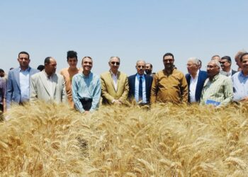 يوم حصاد قمح بزراعة المنيا