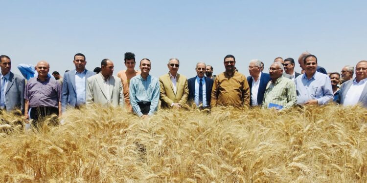 زراعة المنيا تنظم احتفالية بيوم حصاد الذهب الأصفر 1 يوم حصاد قمح بزراعة المنيا