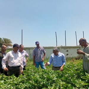 زراعة بني سويف تنظم فريق إرشادي ريفي لمحاصيل القطن والنباتات الطبية والعطرية 12 زراعة بني سويف