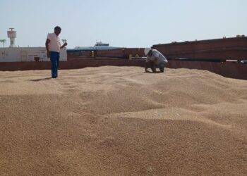 “الحجر الزراعي” يواصل إتمام إجراءات فحص الرسائل الواردة من القمح في موانئ مصر