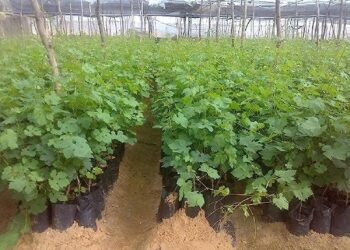 شتلات العنب