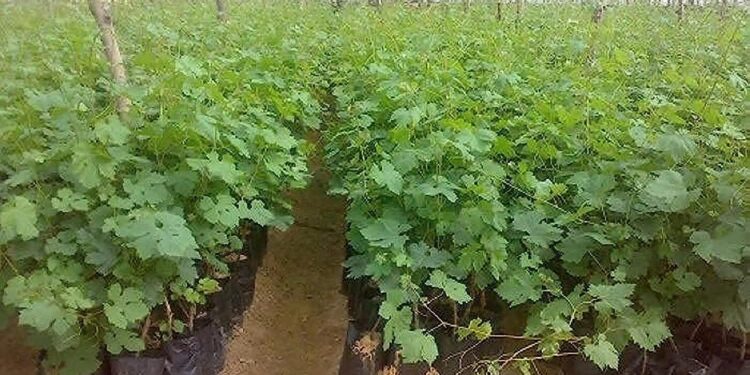 مزايا شتلات العنب «المكيسة» وكيفية التغلب على التغيرات المناخية 1 شتلات العنب