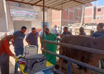 التناسليات الحيوانية