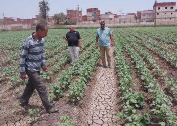 زراعة بني سويف