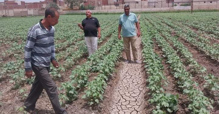 زراعة بني سويف تتابع الزراعات الصيفية..ومنظومة الأسمدة 1 زراعة بني سويف