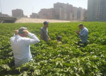 زراعة بني سويف تتابع زراعات القطن