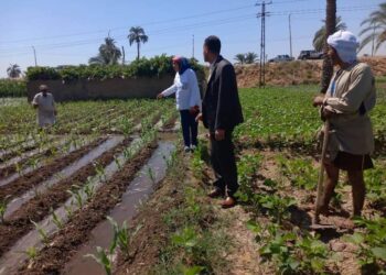 زراعة أسيوط تتابع الزراعات الصيفية