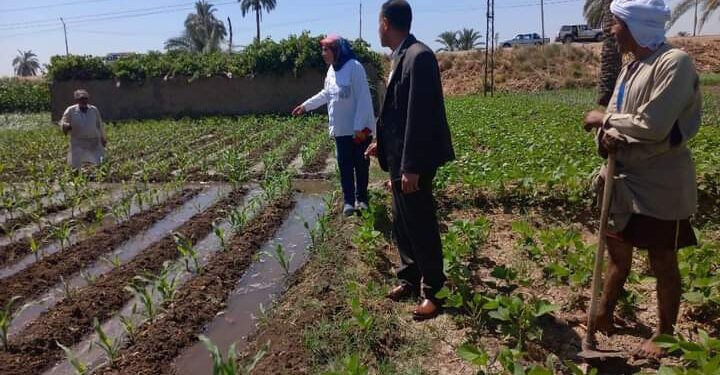 وكيل زراعة أسيوط يتابع المحاصيل الصيفية ويتابع عملية توريد الأقماح 1 زراعة أسيوط تتابع الزراعات الصيفية