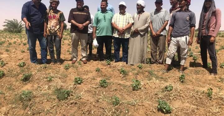 زراعة الوادي الجديد تعقد ندوة إرشادية عن القطن بمركز باريس 1 ندوة إرشادية عن محصول القطن بمديرية زراعة الوادي الجديد