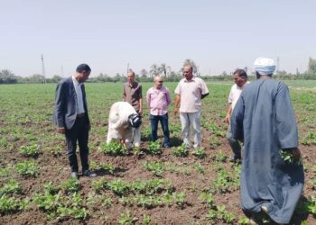 زراعة أسيوط تتابع الحقول الإرشادية
