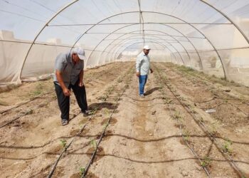 زراعة جنوب سيناء تتابع زراعات الفلفل بالصوب