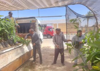 زراعة جنوب سيناء تتابع تنفيذ مبادرة 100مليون شجرة