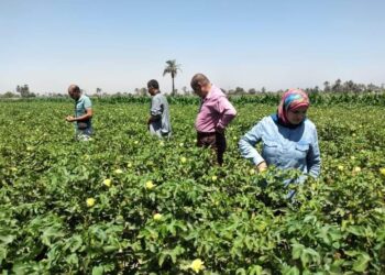 لجنة زراعة أسيوط تتابع الزراعات الصيفية