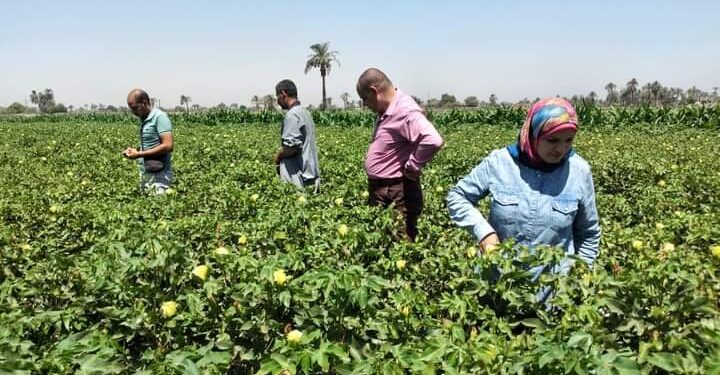 «زراعة أسيوط» تتابع زراعات القطن والذرة بالمديرية 1 لجنة زراعة أسيوط تتابع الزراعات الصيفية