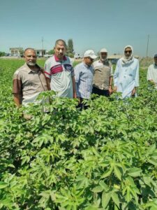 زراعة الشرقية تكثف ندواتها الإرشادية لزراعات القطن 