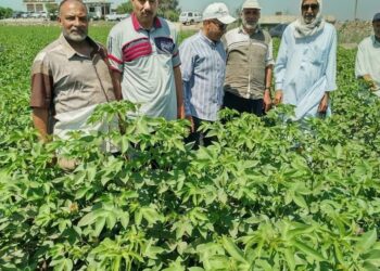 زراعة الشرقية تكثف ندواتها الإرشادية لزراعات القطن