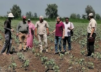 زراعة كفر الشيخ تتابع الزراعات الصيفية