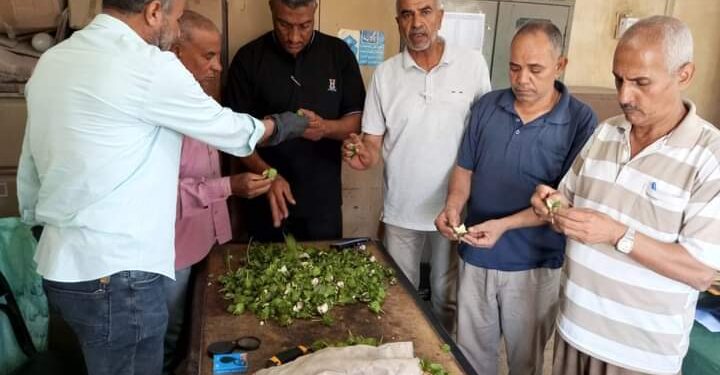 «زراعة بني سويف» تفحص عينات لوز محصول القطن 1 زراعة بني سويف تفحص محصول لوز القطن بإهناسيا