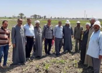 زراعة بورسعيد تعقد إرشادية عن محصول القطن