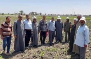 زراعة بورسعيد تعقد ندوة إرشادية عن محصول القطن 