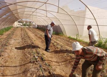 زراعة جنوب سيناء